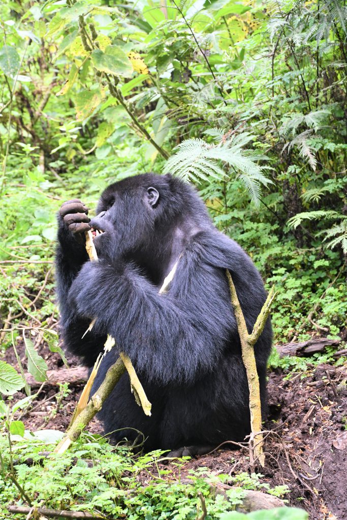 וולקאנו, רואנדה 09/2021