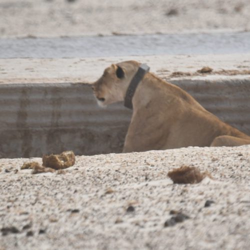 אטושה, נמיביה 07/2023