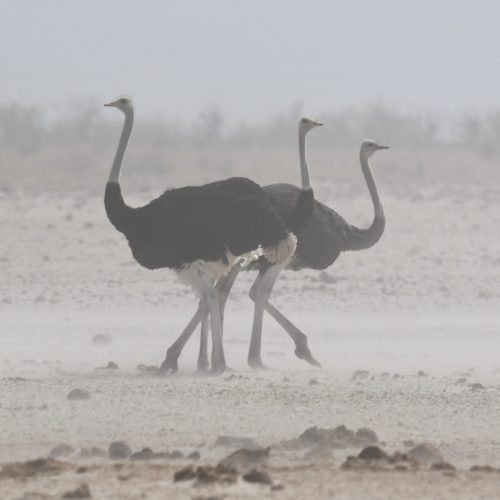 אטושה, נמיביה 07/2023